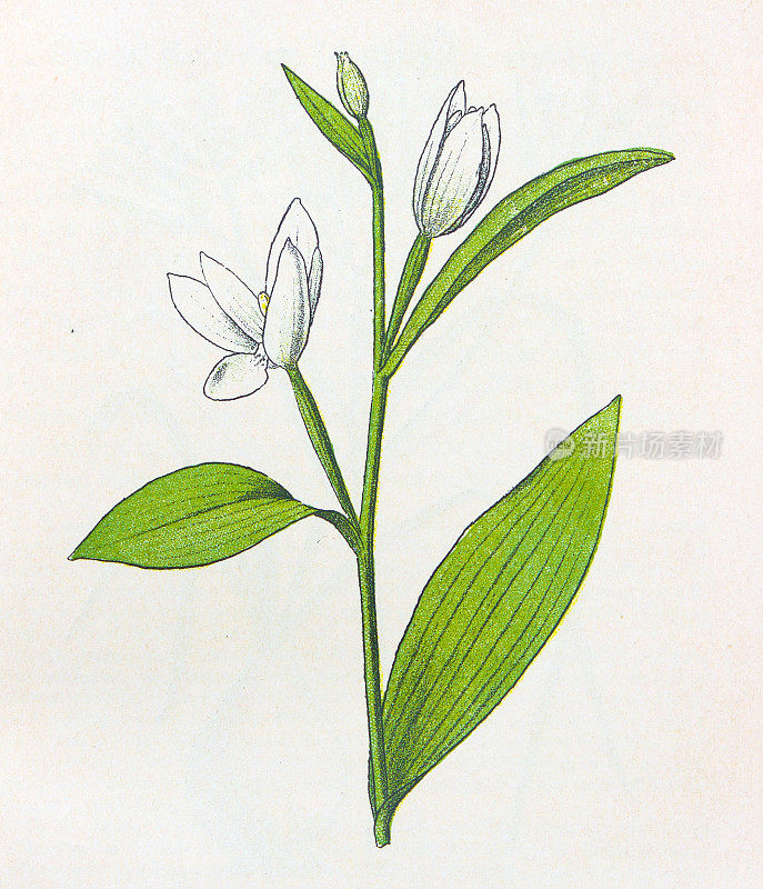 古老的植物学插图:白色的Helleborine, Cephalanthera pallens